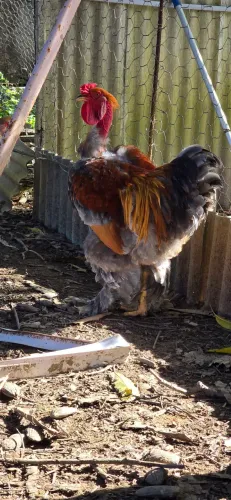 Galo brahma perdiz