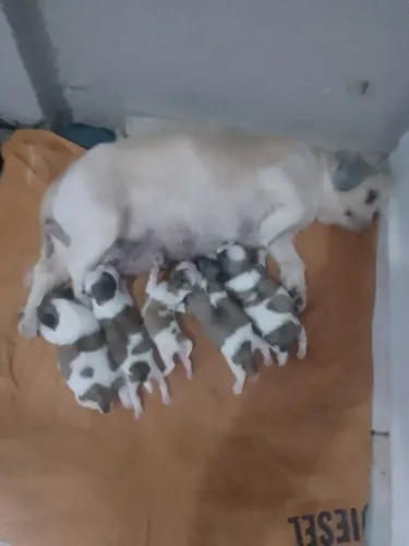 Vendo ninhada de chitos