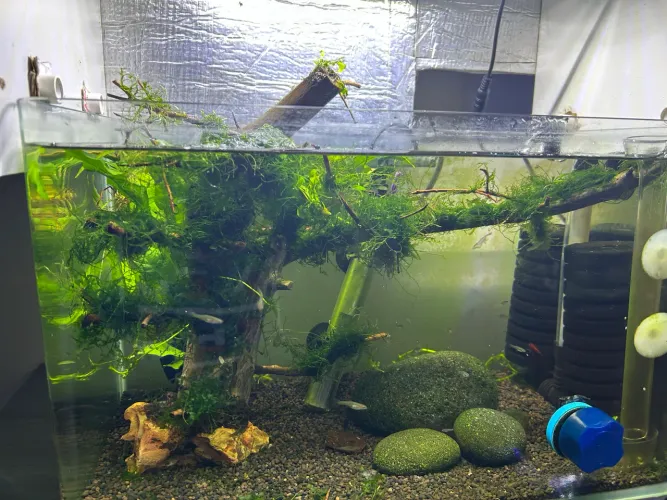 ? VENDO BONSAI DE MUSGO DE JAVA + ROUND PELIA ?