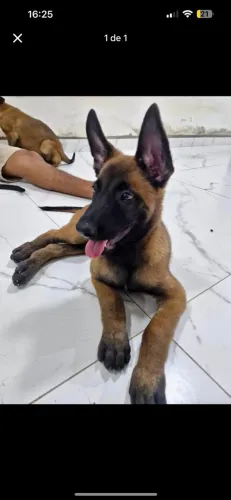 Pastor belga malinois