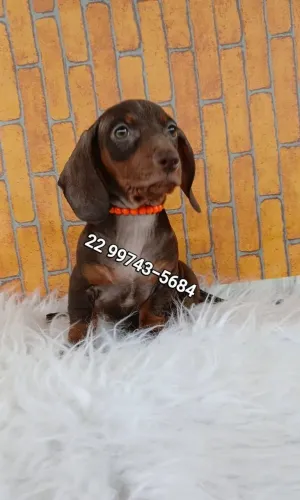 Miniatura Teckel Salcichinha 