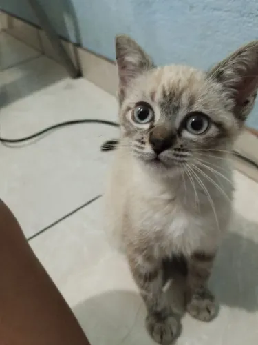 Gatinha disponível para doação 