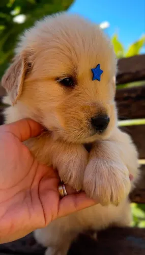 Filhote de golden retriever