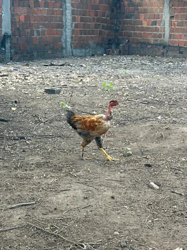 Frangos a venda