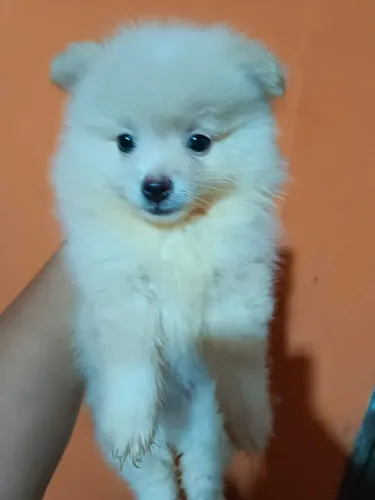 FILHOTES MACHO LULU DA PUMERÂNÍA