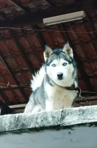 Husky siberiano para cobertura