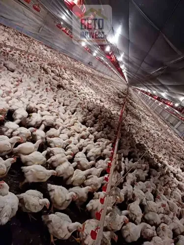 Fazenda/Sítio/Chácara para venda com 1500000 metros quadrados em Zona Rural - Nova Mutum -