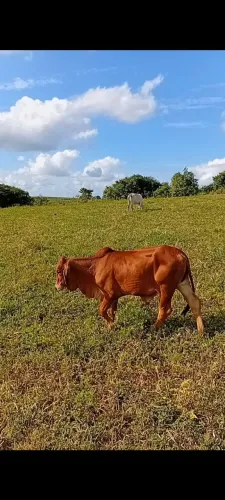 Tourinho SINDI filho de Touro P.O Registrado