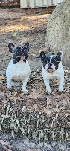 Casal de Buldogue Francês padrao Show
