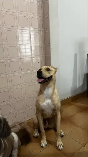 Doação cachorro 