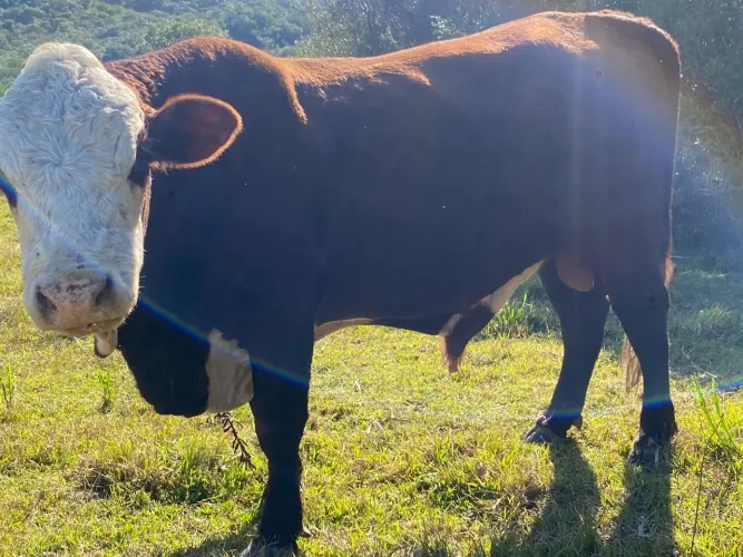 Touro Hereford