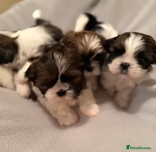 Neném peludo Shih Tzu/ Shitzu filhotinhos com pedigree e vacinados macho e fêmea
