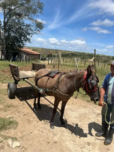 Burro mais carroça 