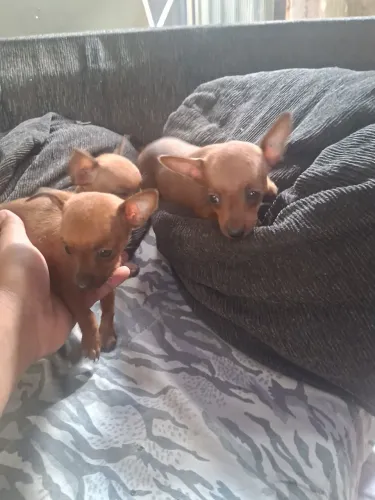 Pinscher macho
