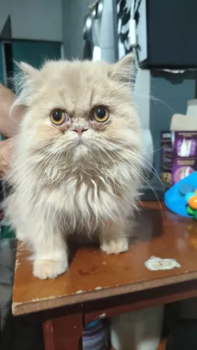 Gatinho persa 