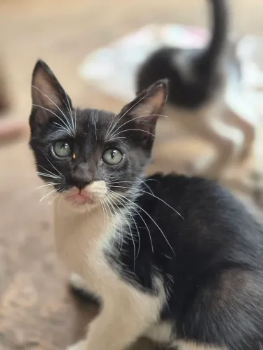 Doação de gatinhos