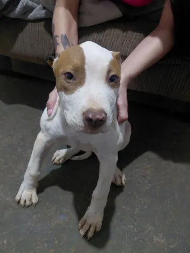Pitbull femea filhote