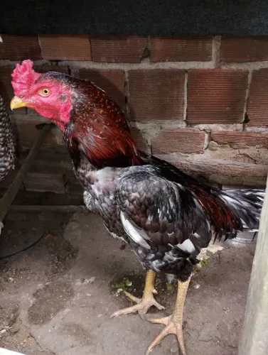 Galo
