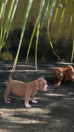 American bully micro