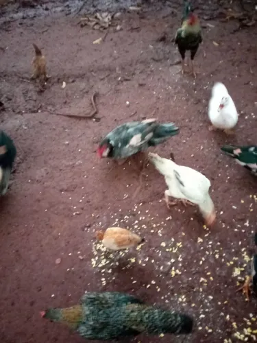 Aves