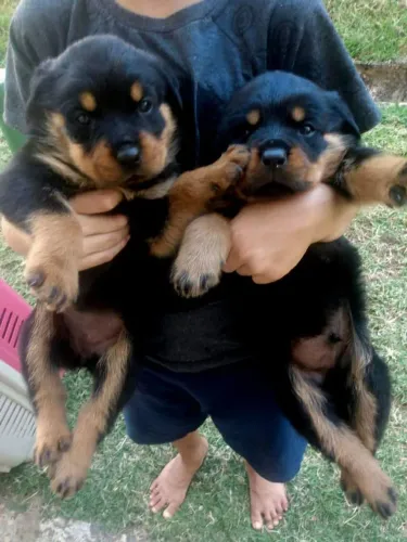 Rottweiler alemão