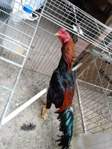 Frangos de Raça 