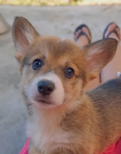 Welsh Corgi Pembroke/Envio já incluso no valor/Fêmeas