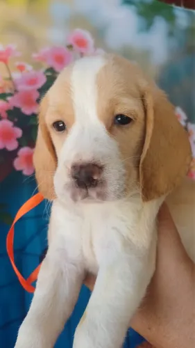  Snoopy o beagle lindos e fofos 