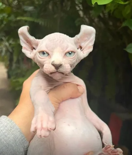 Gato pelado Sphynx / elfo - puros - pedigree - ler descritivo todo 