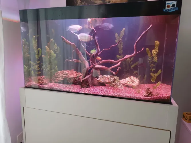 Aquário+ 1 peixe de 25cm + equipamentos.