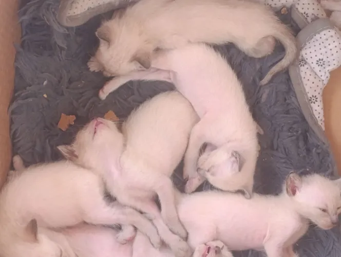 Doação de gatinhos 