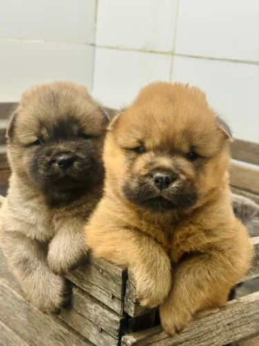FILHOTES DE CHOW CHOW