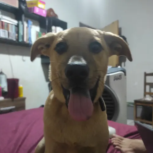 Cachorro dócil e muito brincalhão
