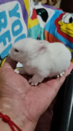 Mini Lion