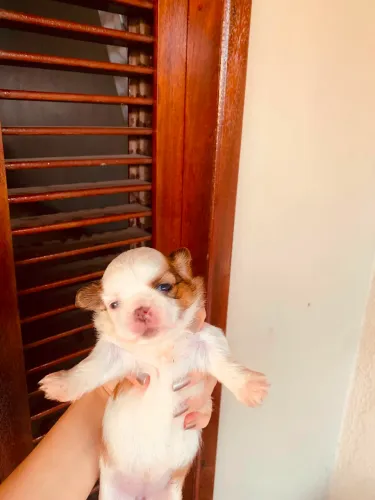     Shih Tzu - Filhotes Saudáveis e Vermifugados