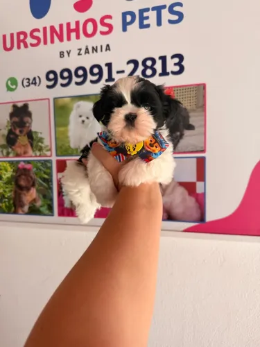 Shihtzu Machinho Alegre e Brincalhão em até 10 x no Cartão