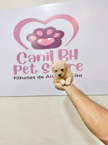 POODLE TOY MACHINHO BRANCO JÁ ADESTRADO A FAZER AS NECESSIDADES