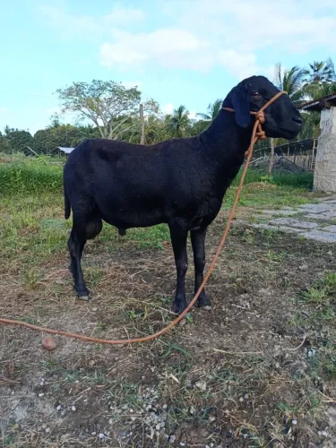 Carneiro reprodutor Santa Inês de excelente genética!!