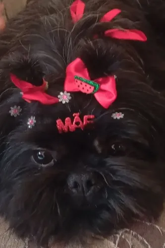 Shihtzu femea