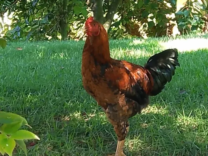 Galo caipira a venda.