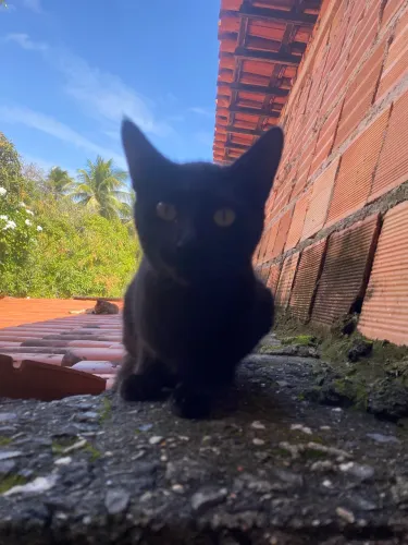 Gato macho preto