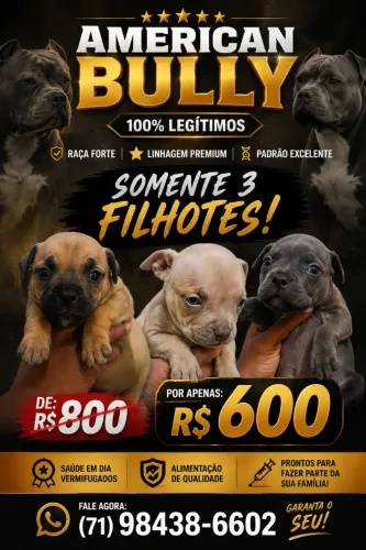 Vendo filhotes de American Bully apenas 3 filhotes disponível 