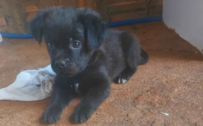 Cachorro 