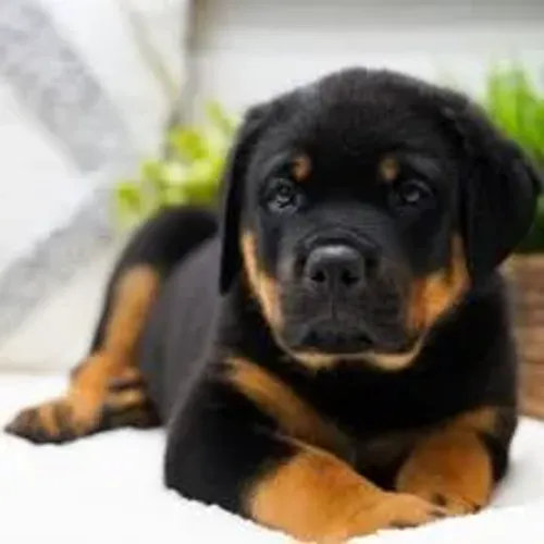 Rottweiler | Entrega rápida