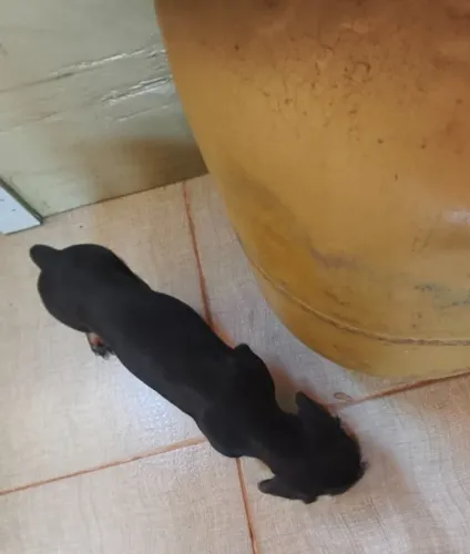 Filhote Dachsund, Cofap