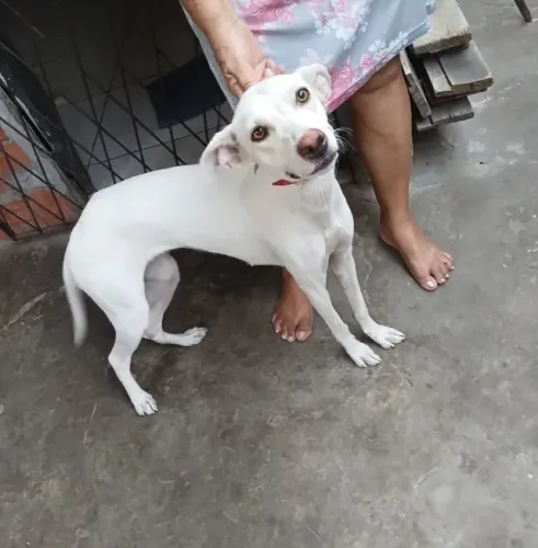 Adoção