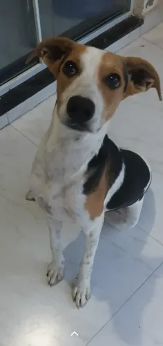 Doação de cadela Fox Paulistinha 