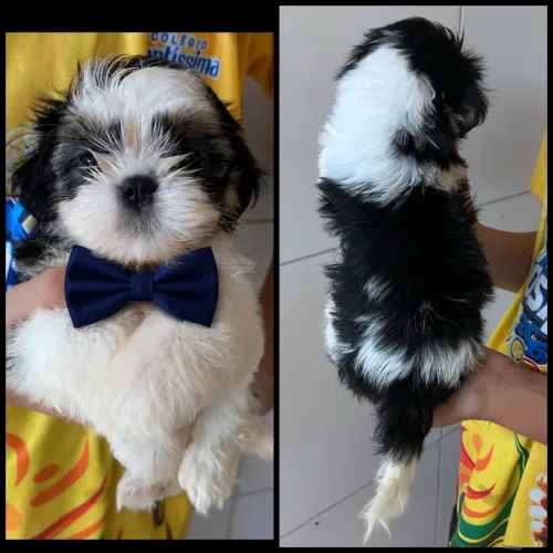 Cachorro Filhotes de Shitzu Machos