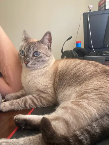 Doação - Gato jovem