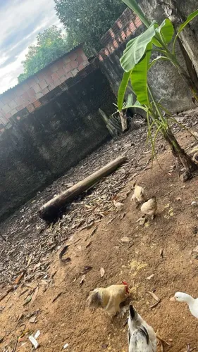Aves caipiras para criação